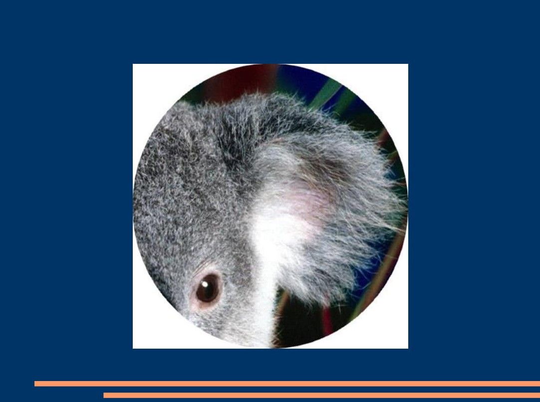 koala