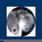 koala koala