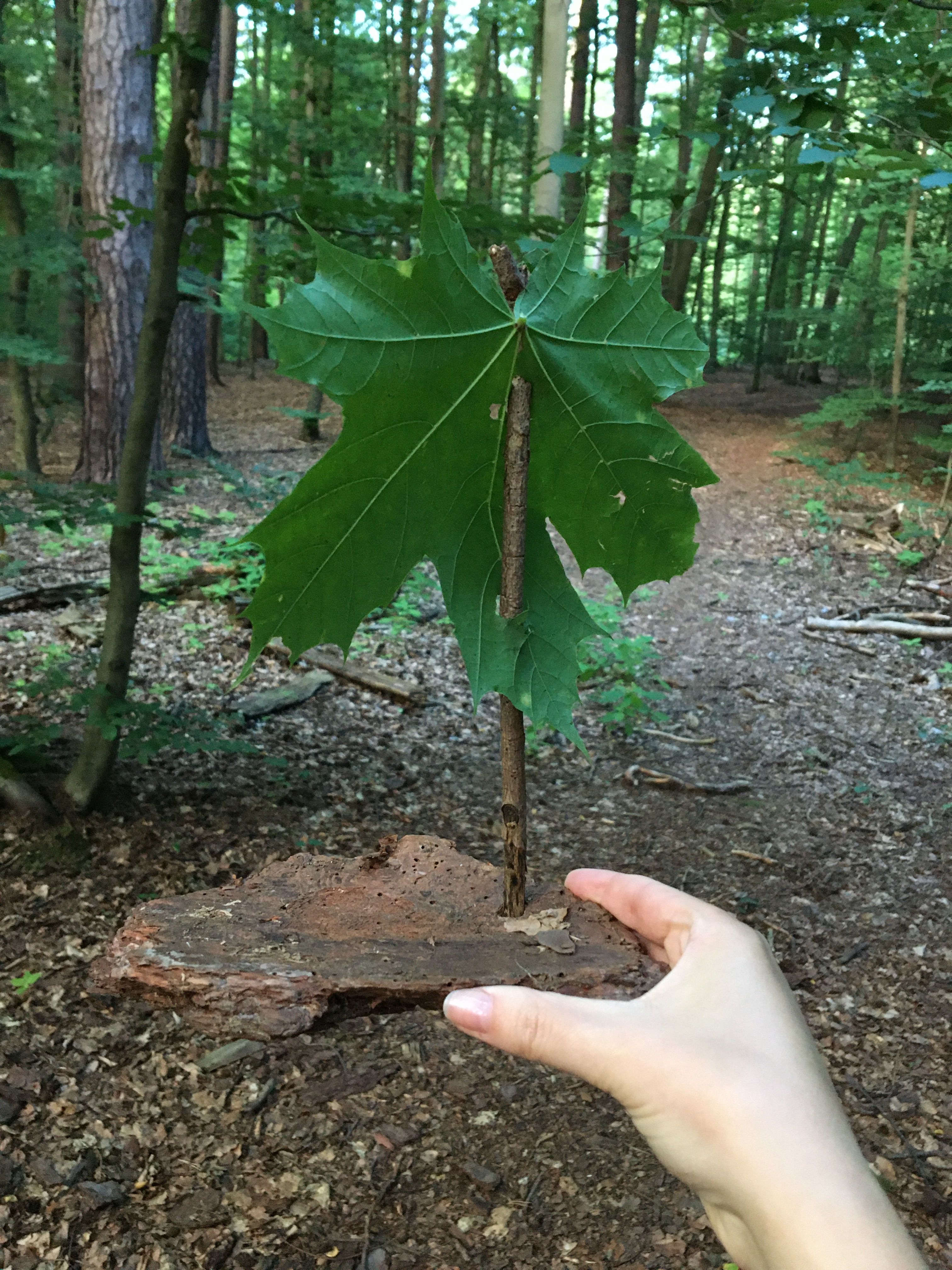 image00006