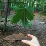 image00006